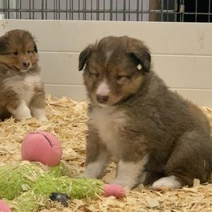 Meet your Posher, Kirby